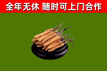 乌兰浩特市回收冬虫夏草