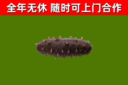 乌兰浩特市回收海参干